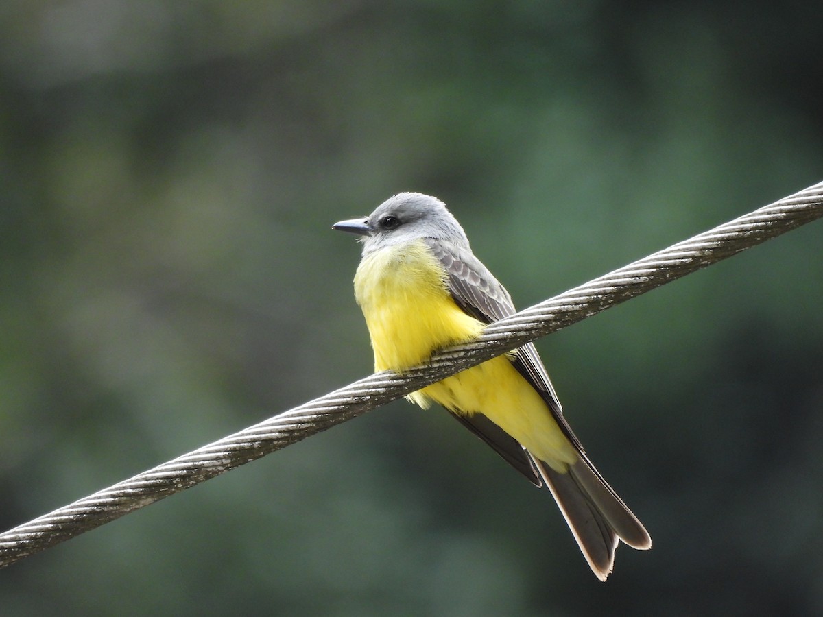 Tropical Kingbird - ML638280989