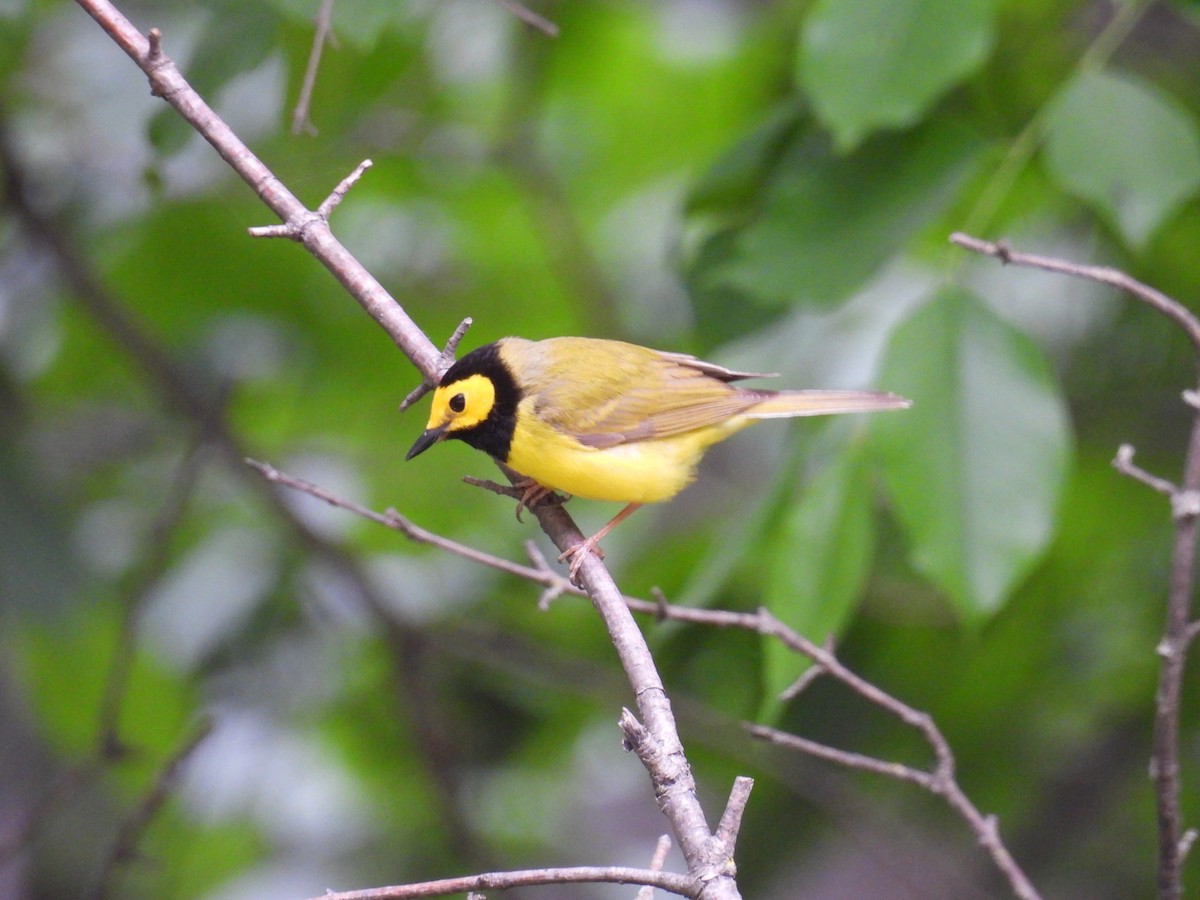 Hooded Warbler - ML638280991
