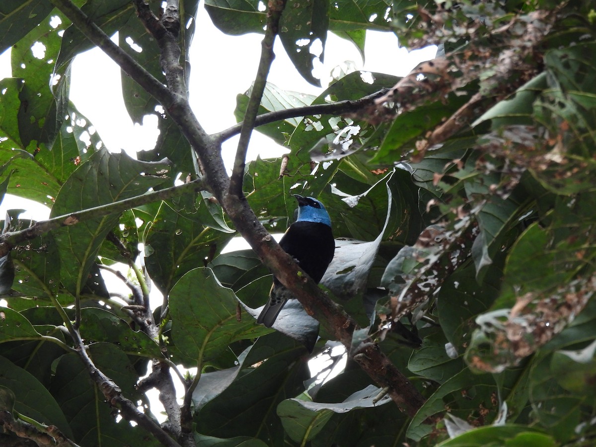 Blue-necked Tanager - ML638281002
