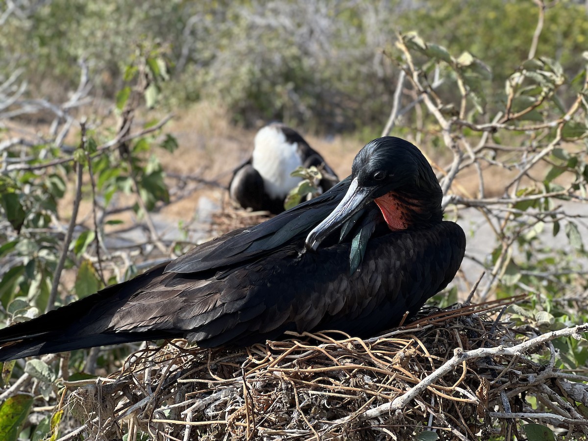 Bindenfregattvogel - ML638281005