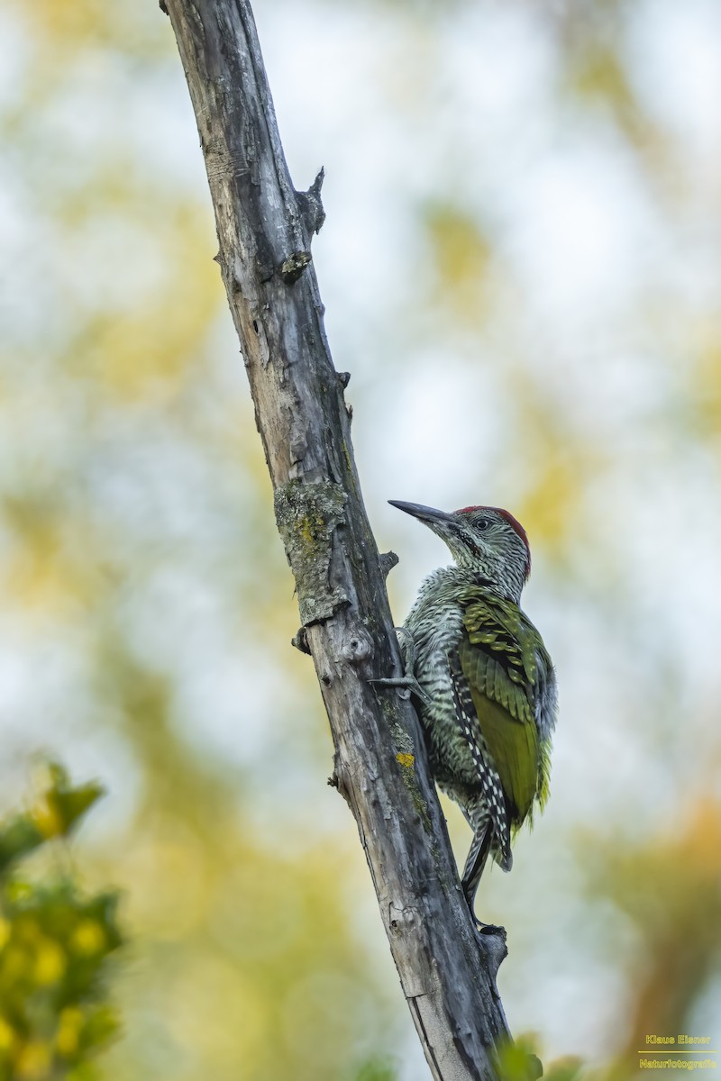 Eurasian Green Woodpecker - ML638281006