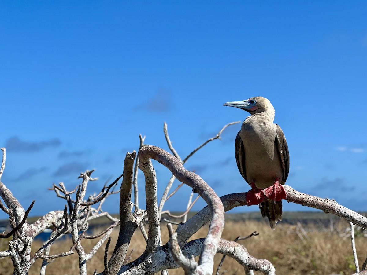 Red-footed Booby - ML638281017