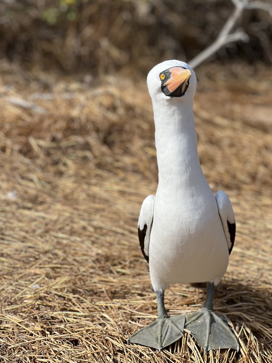 Nazca Booby - ML638281021