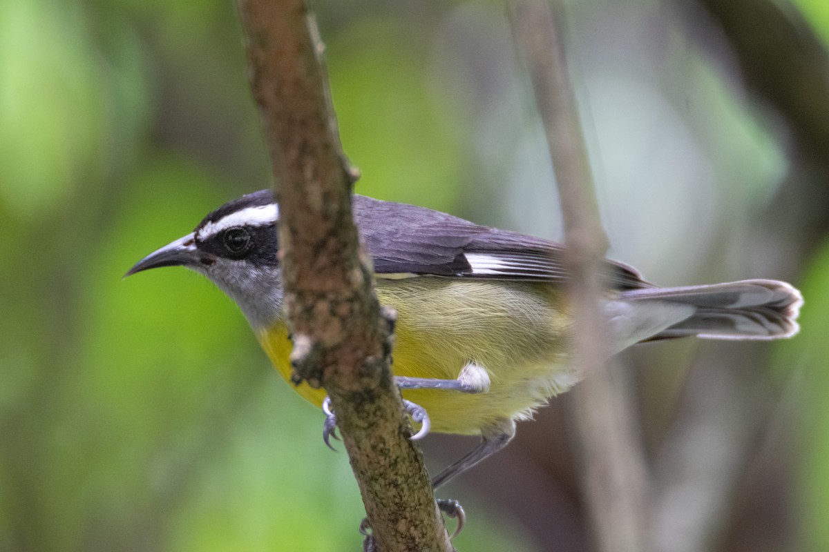 Bananaquit - ML638281030