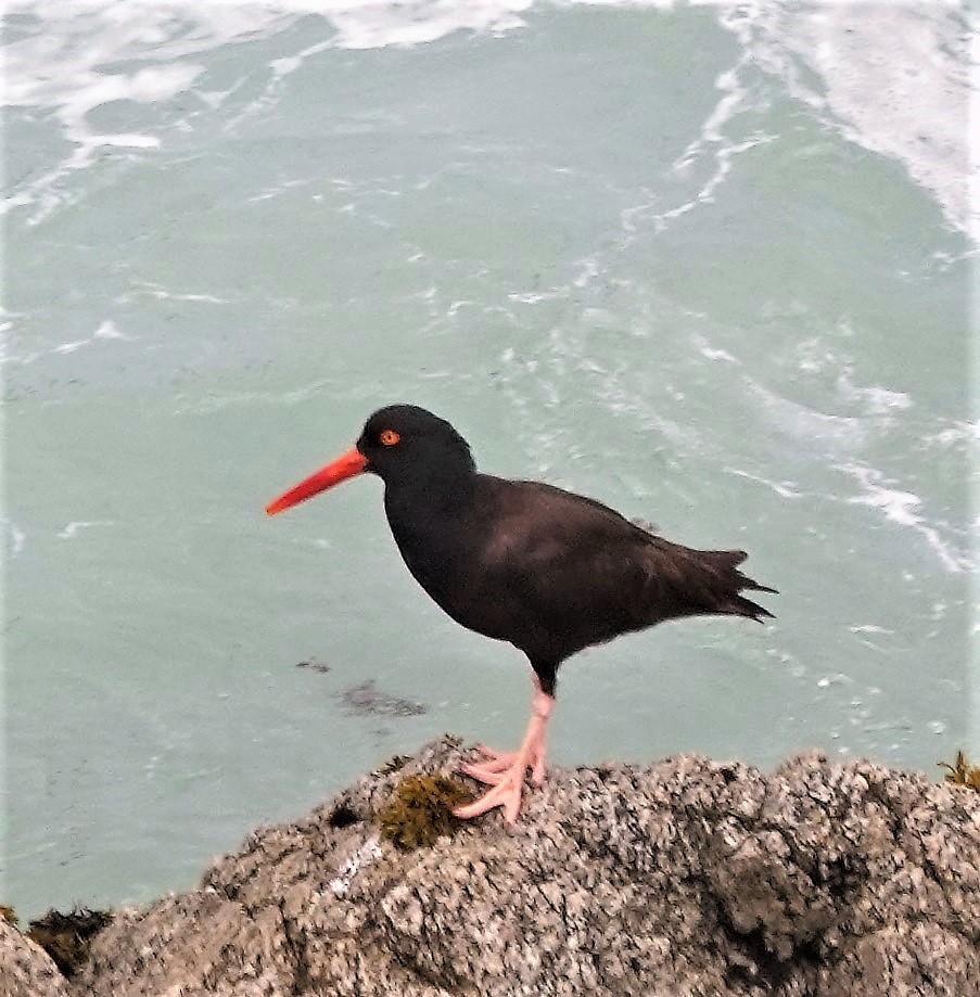 Black Oystercatcher - ML638281038