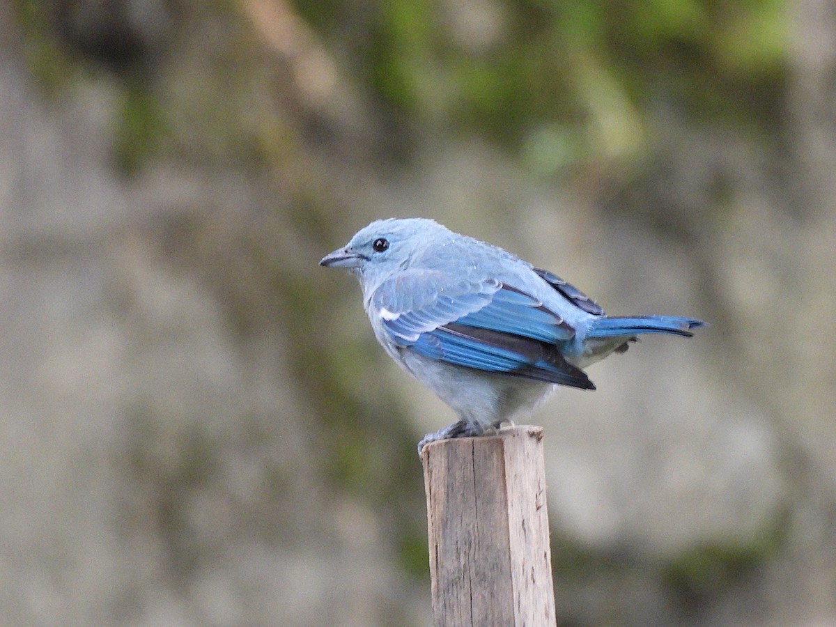 Blue-gray Tanager - ML638281039
