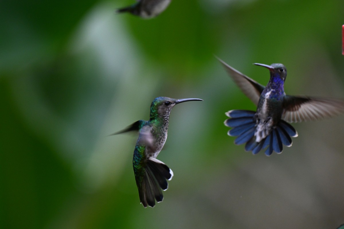 Sapphire-spangled Emerald (Spot-vented) - ML638281040
