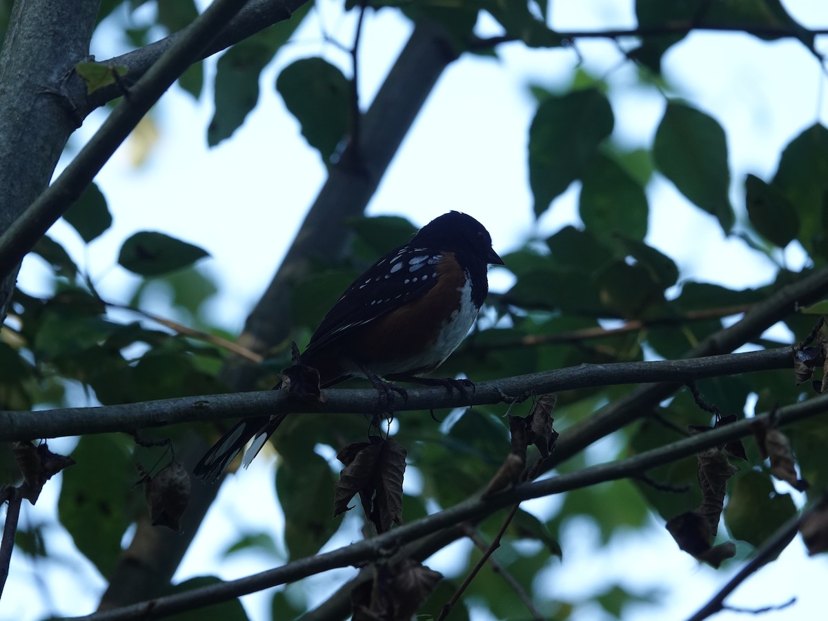 Spotted Towhee - ML638281048