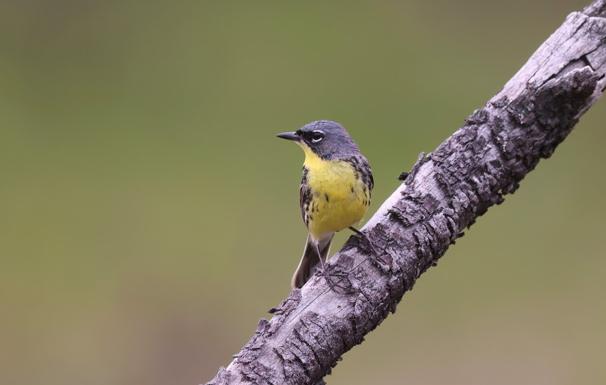 Kirtland's Warbler - ML638281050
