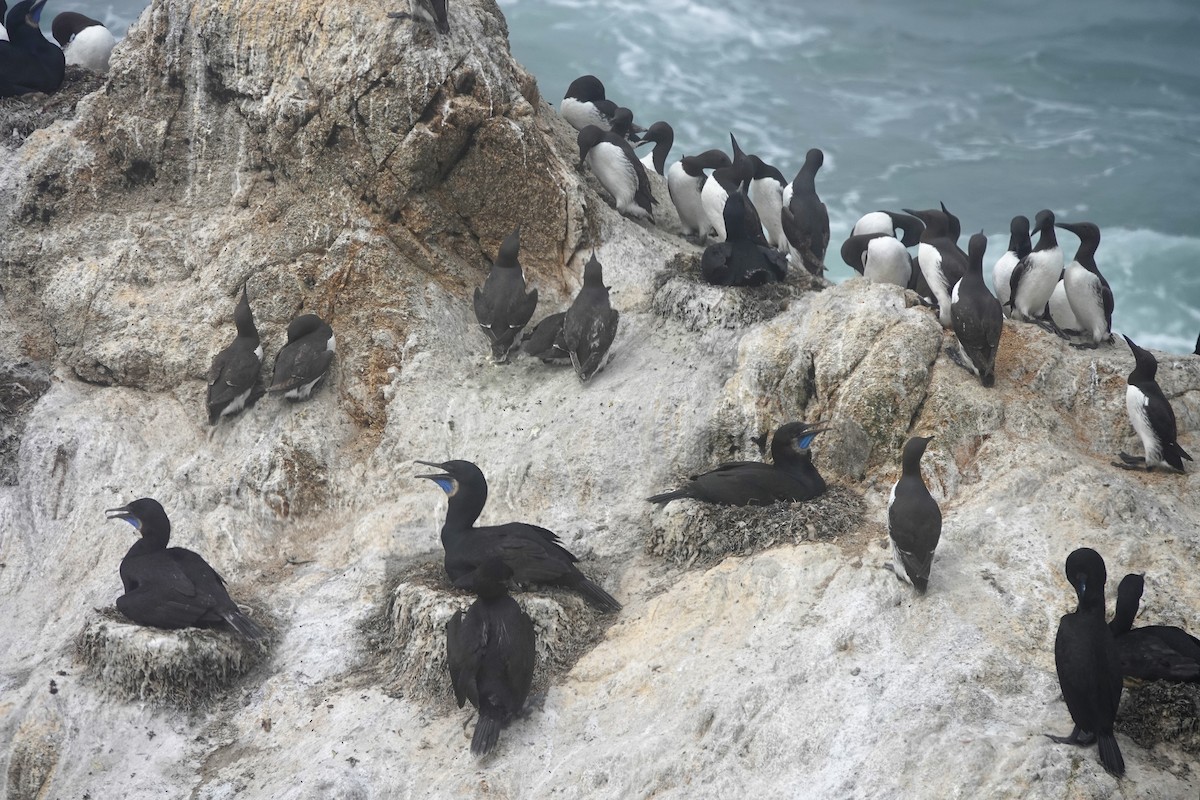 Common Murre - ML638281056