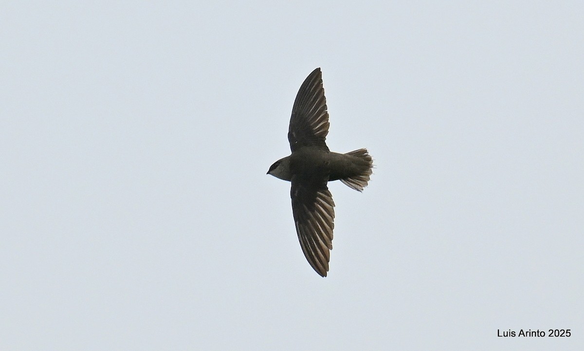 Chimney Swift - ML638281058