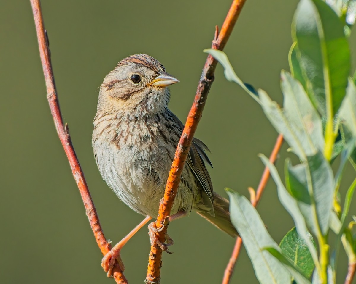 Lincoln's Sparrow - ML638281059