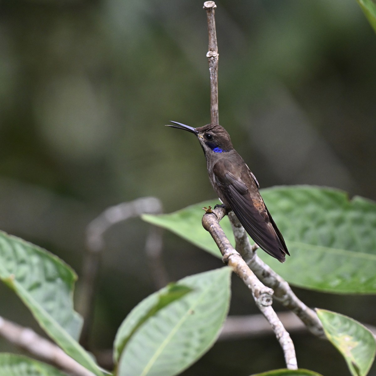 Brown Violetear - ML638281062