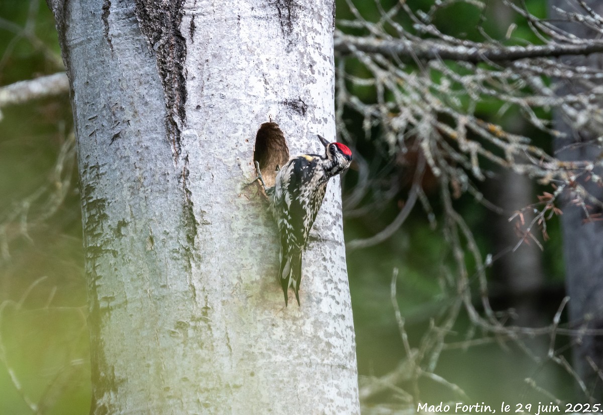 Yellow-bellied Sapsucker - ML638281066
