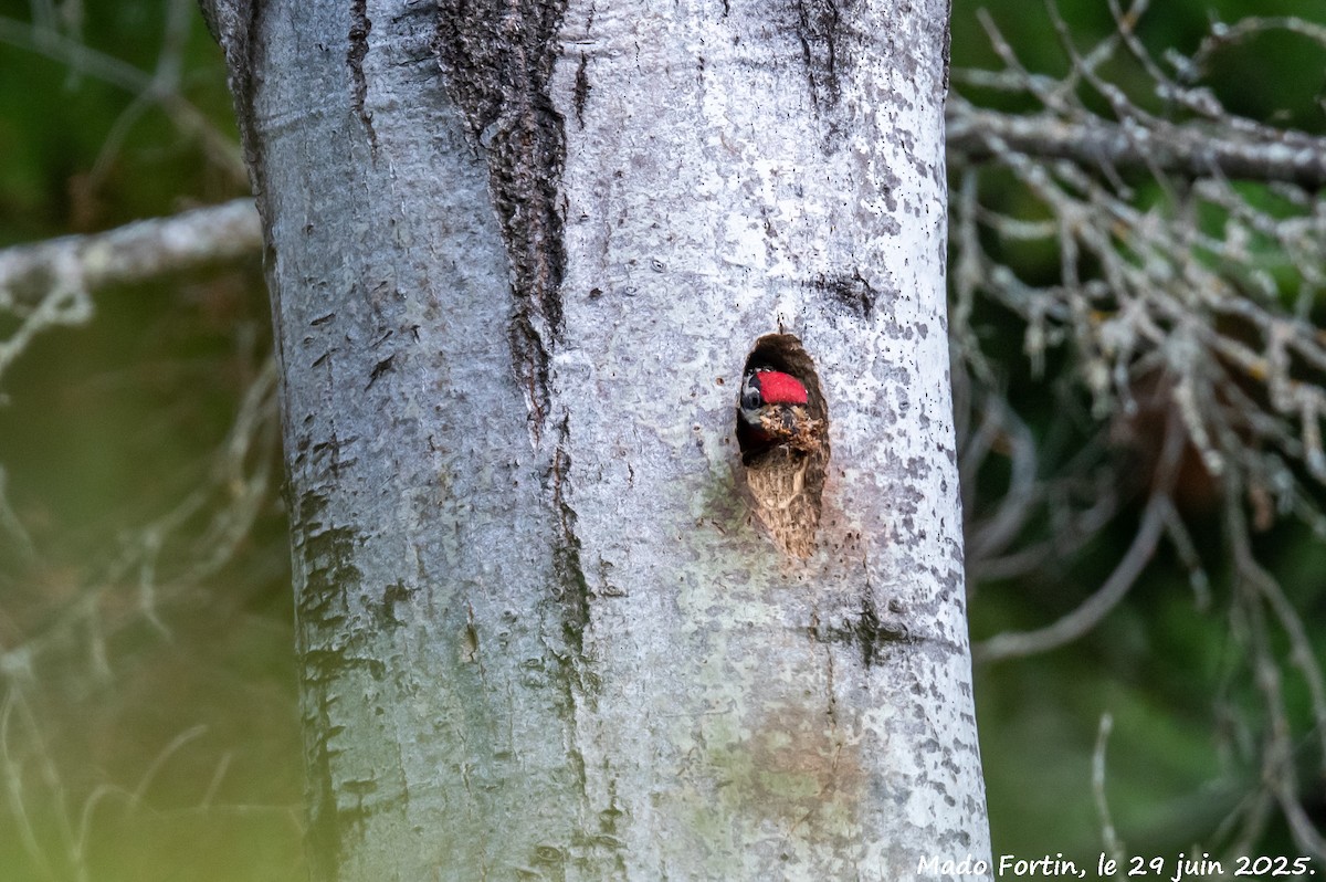 Yellow-bellied Sapsucker - ML638281067
