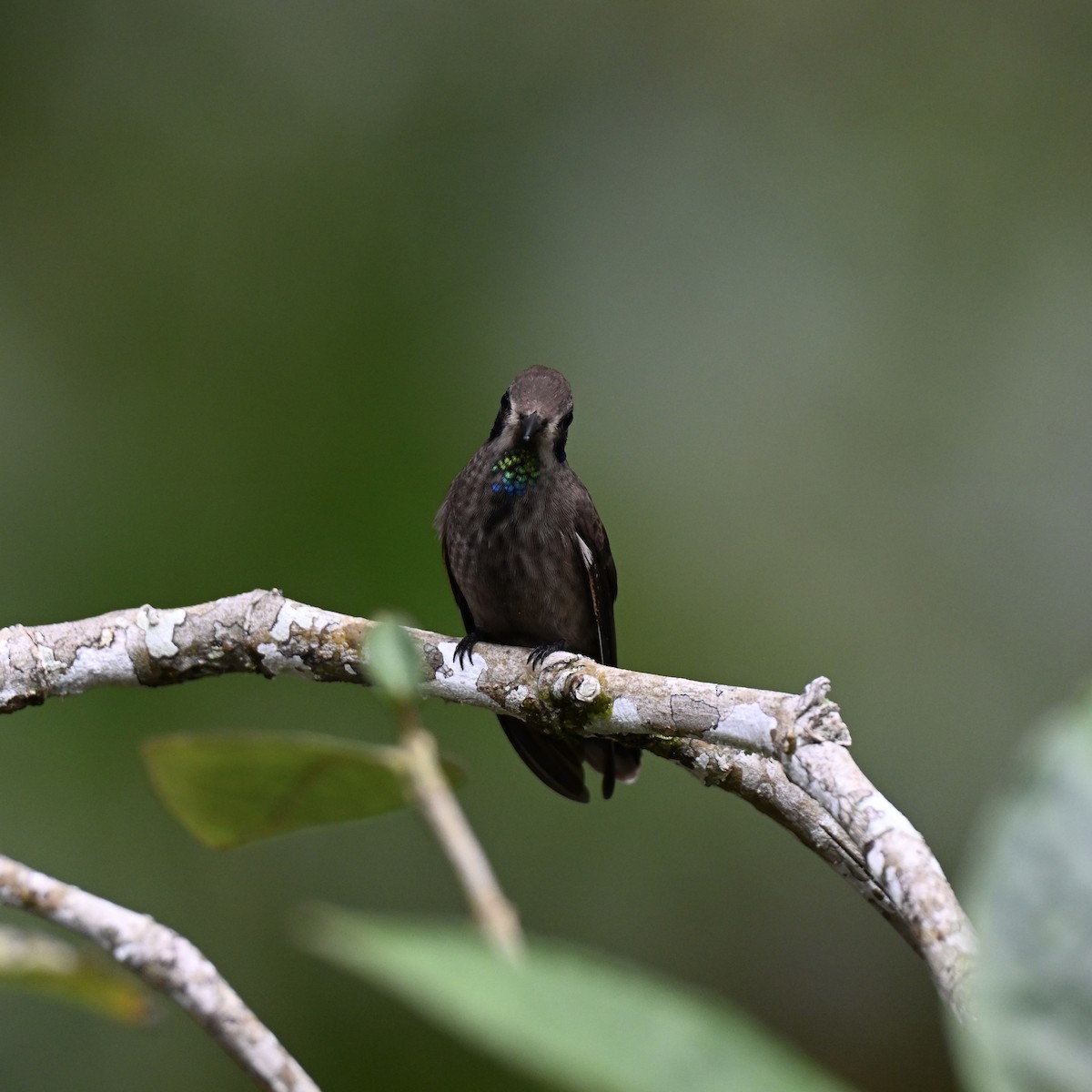 Brown Violetear - ML638281073