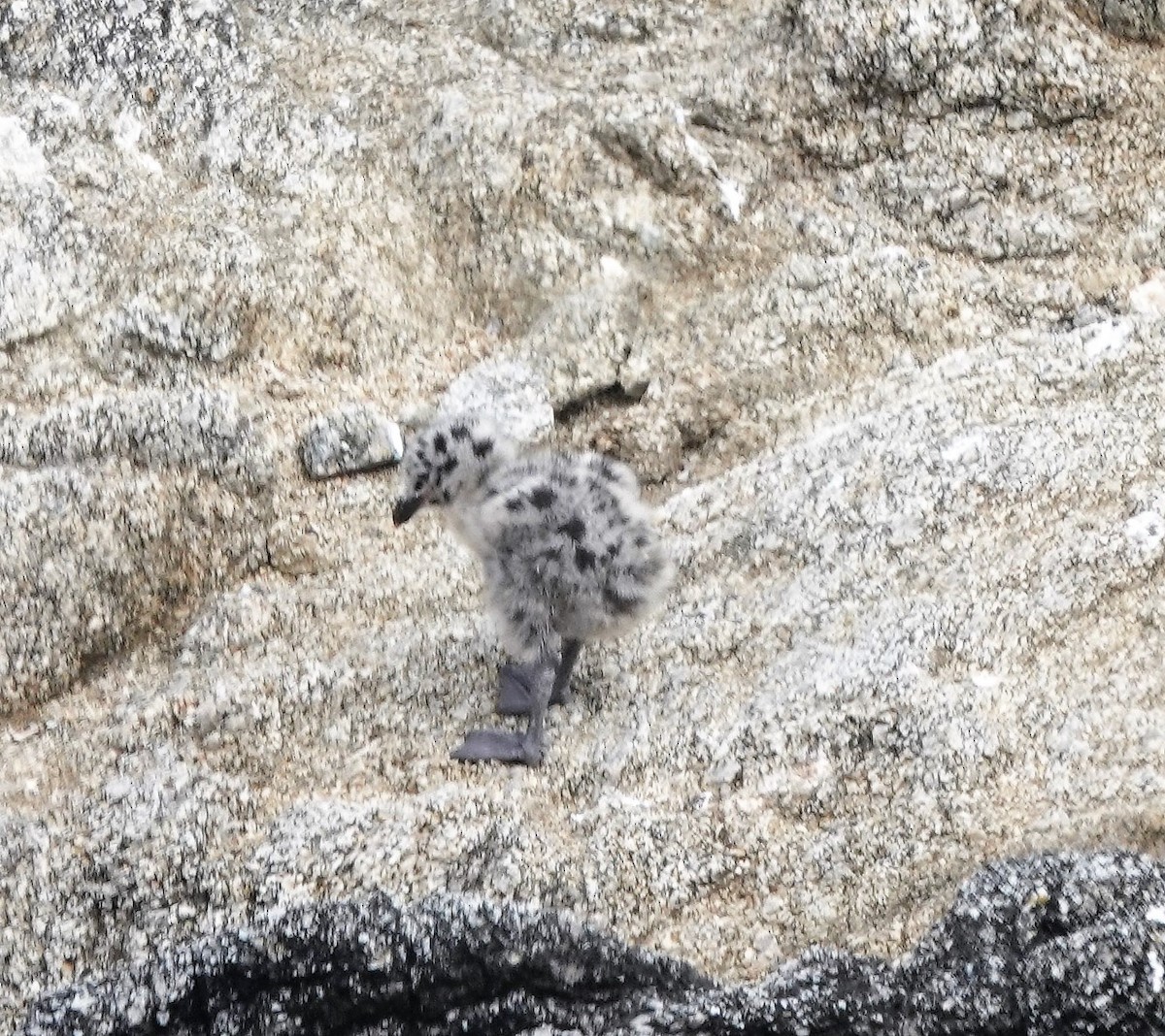 Western Gull - ML638281074