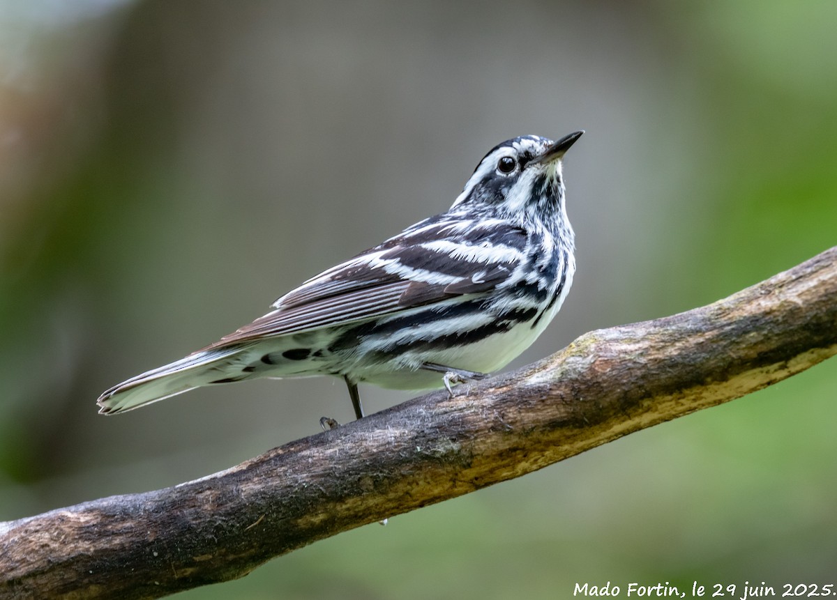 Black-and-white Warbler - ML638281076