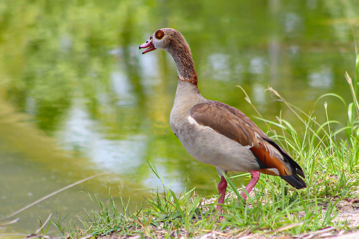 Egyptian Goose - ML638281078