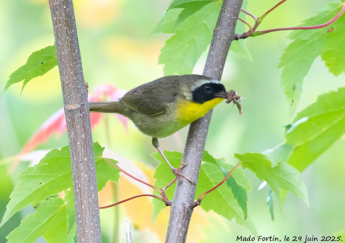 Common Yellowthroat - ML638281080