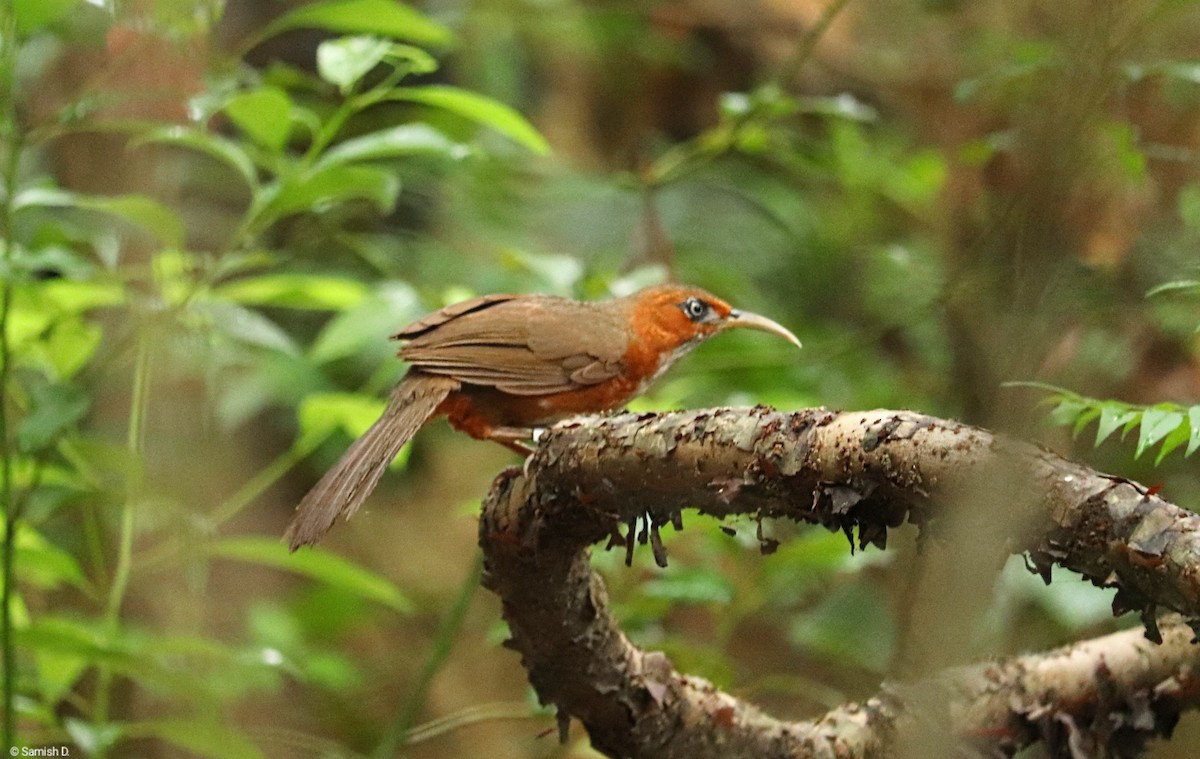 ホオアカマルハシ - ML638281095