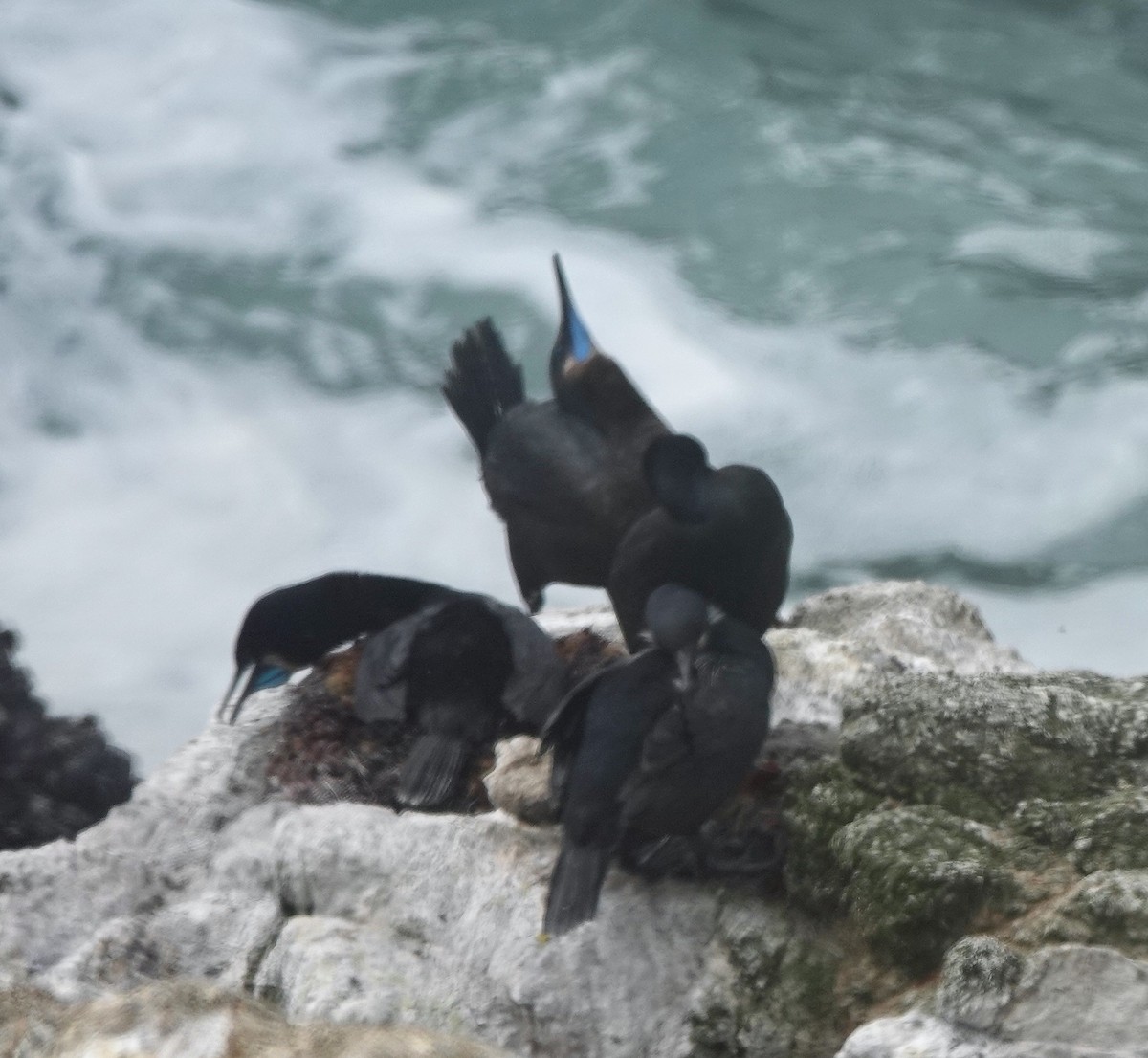 Brandt's Cormorant - ML638281098