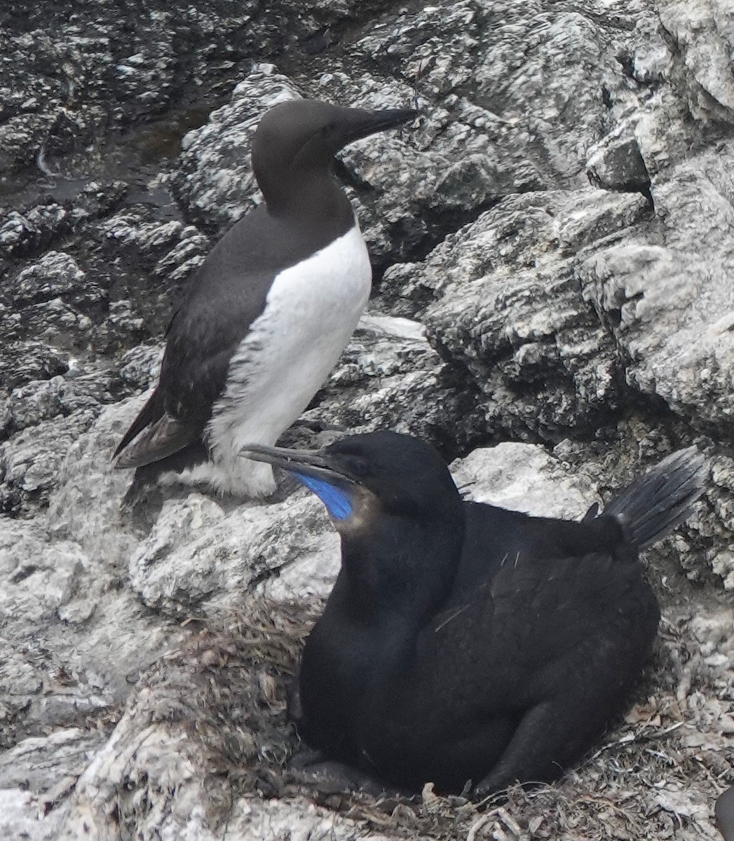 Brandt's Cormorant - ML638281099