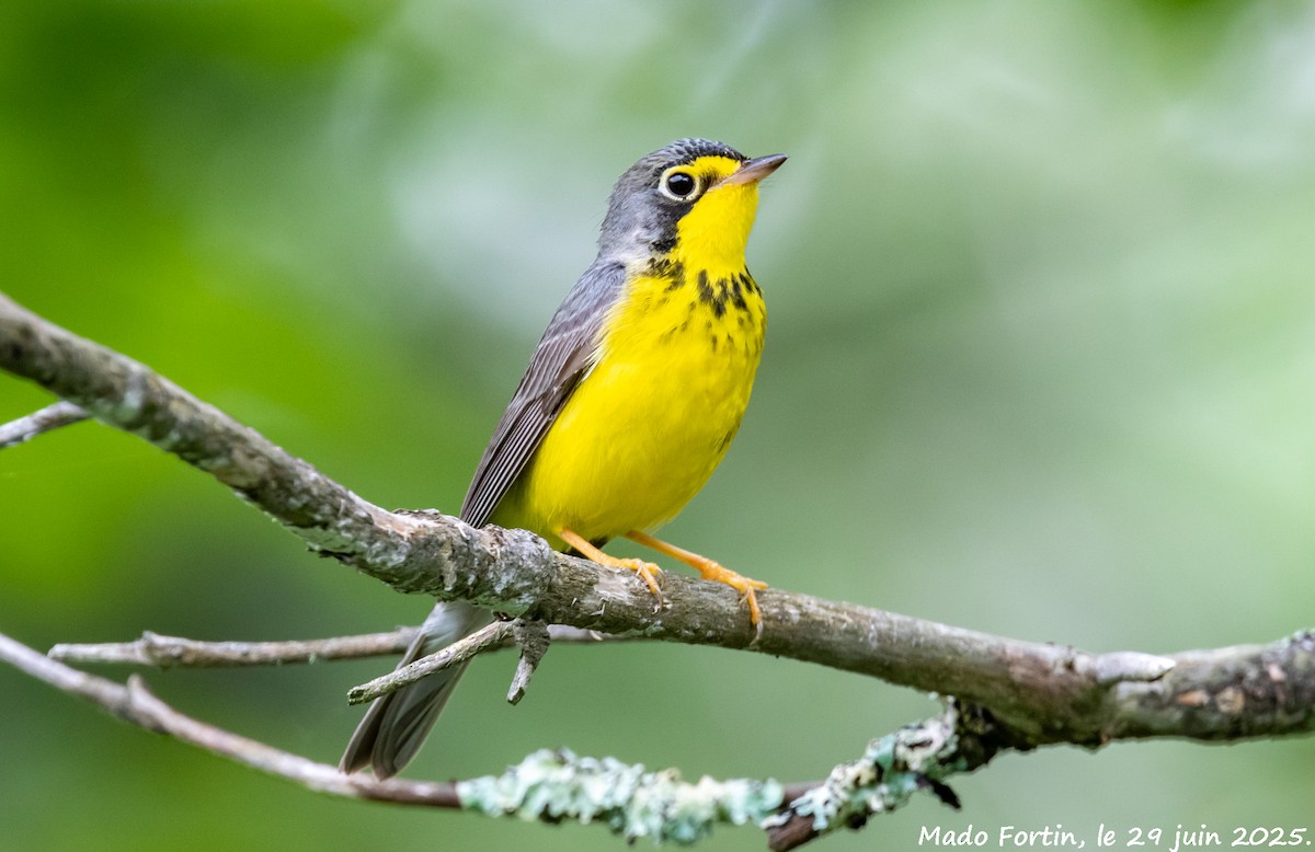 Canada Warbler - ML638281100