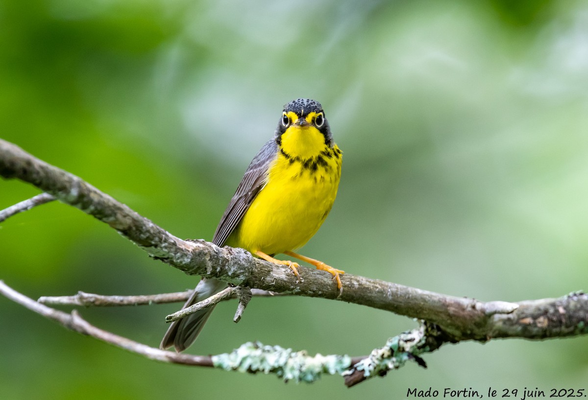Canada Warbler - ML638281101
