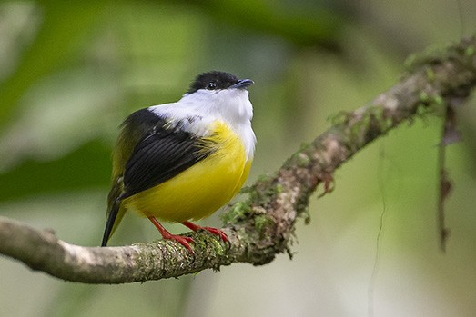 White-collared Manakin - ML638281103