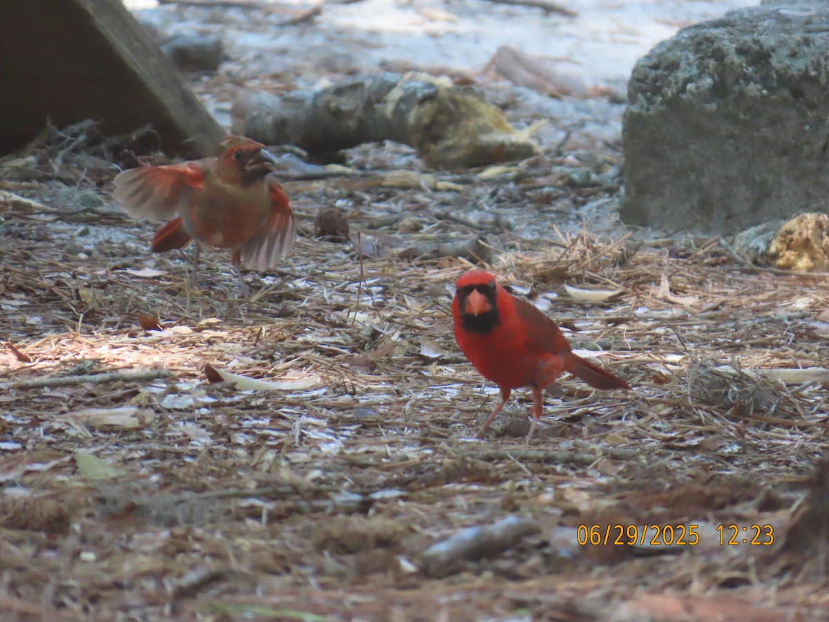 Cardinal rouge - ML638281111
