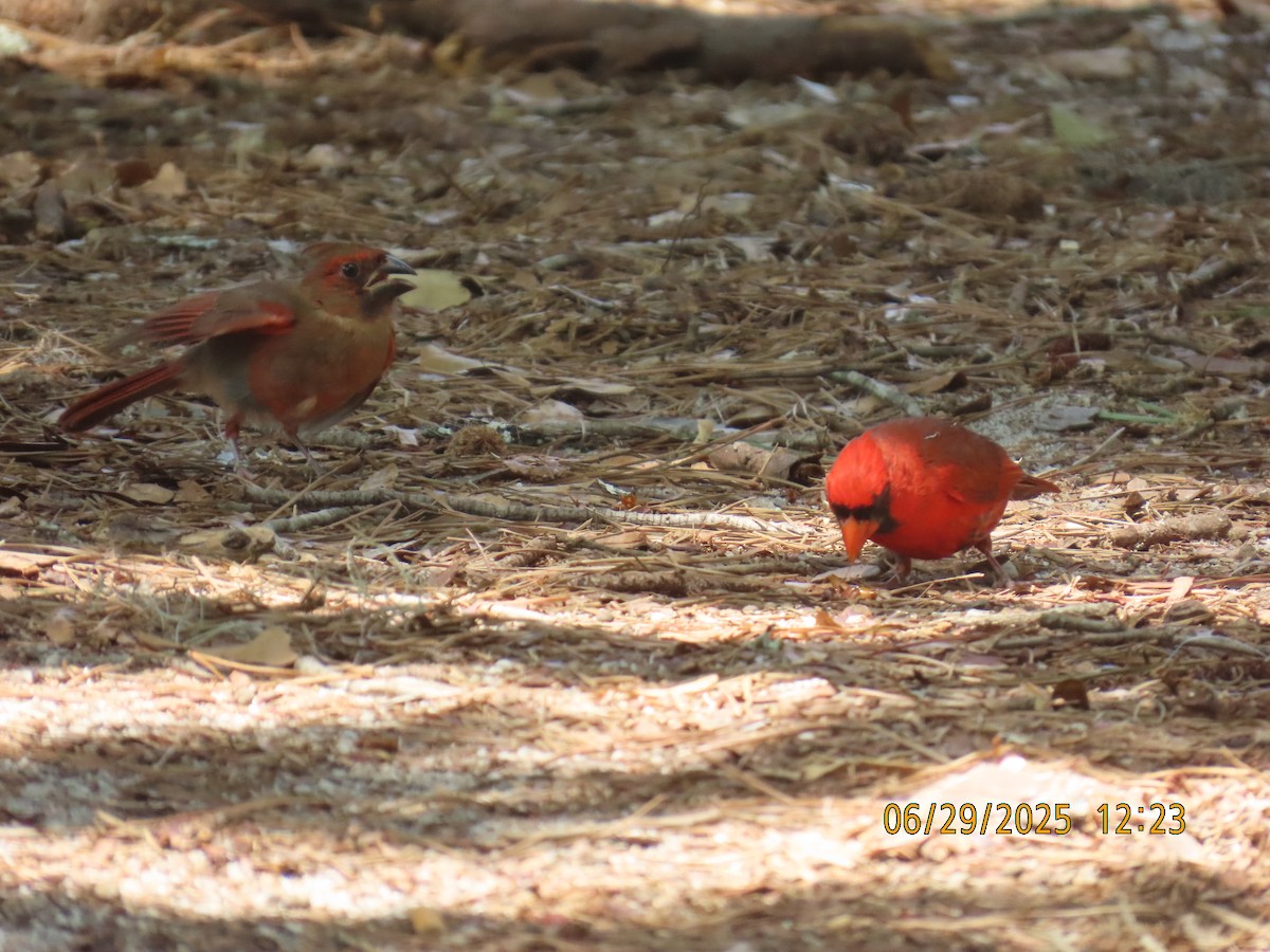 Cardinal rouge - ML638281115