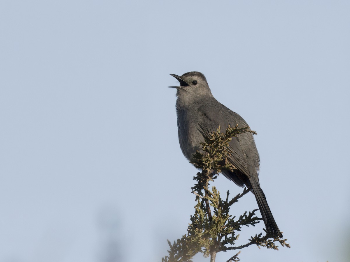 Gray Catbird - ML638281116