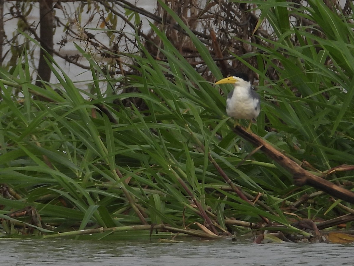 Large-billed Tern - ML638281118