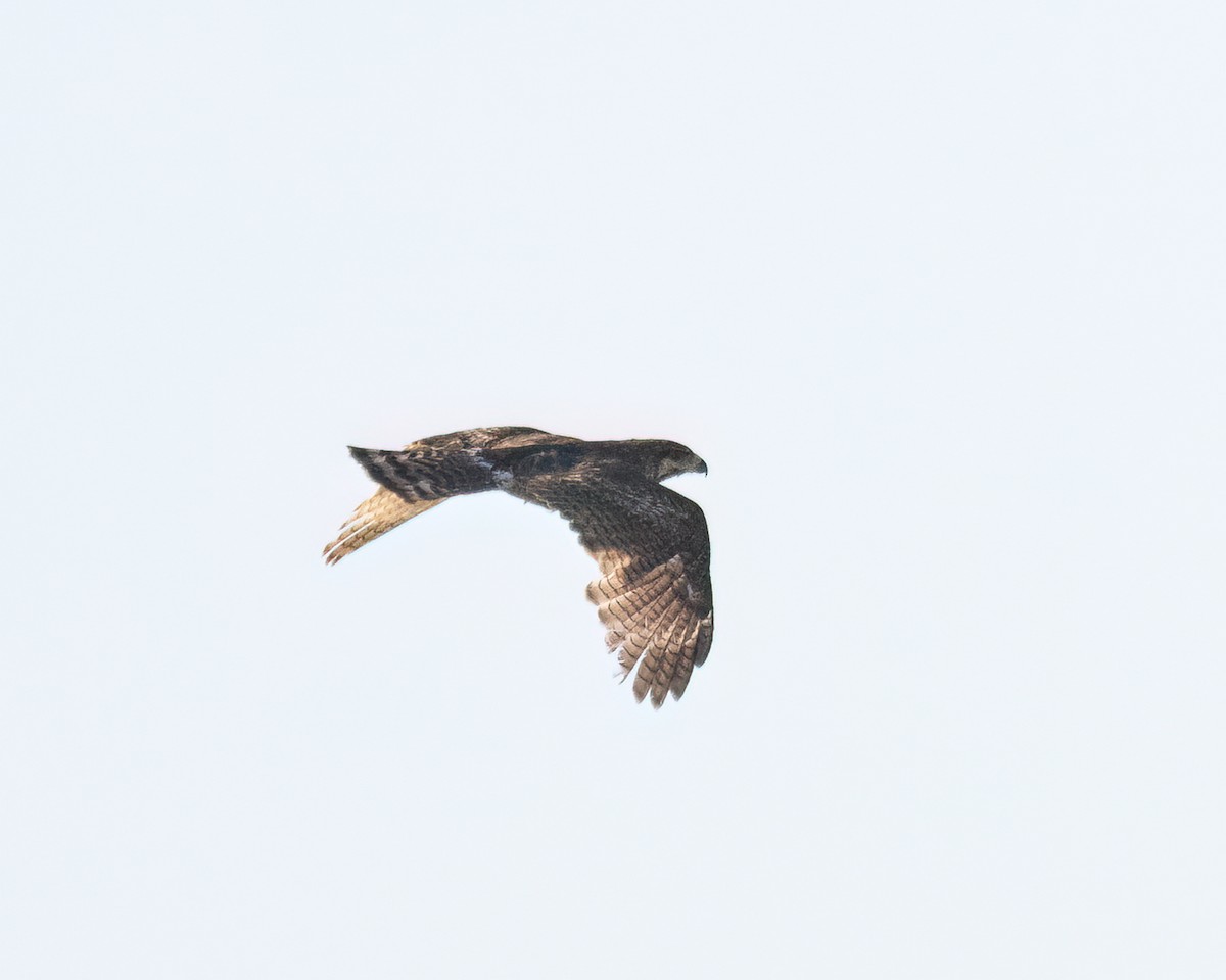 Gray Hawk - ML638281124
