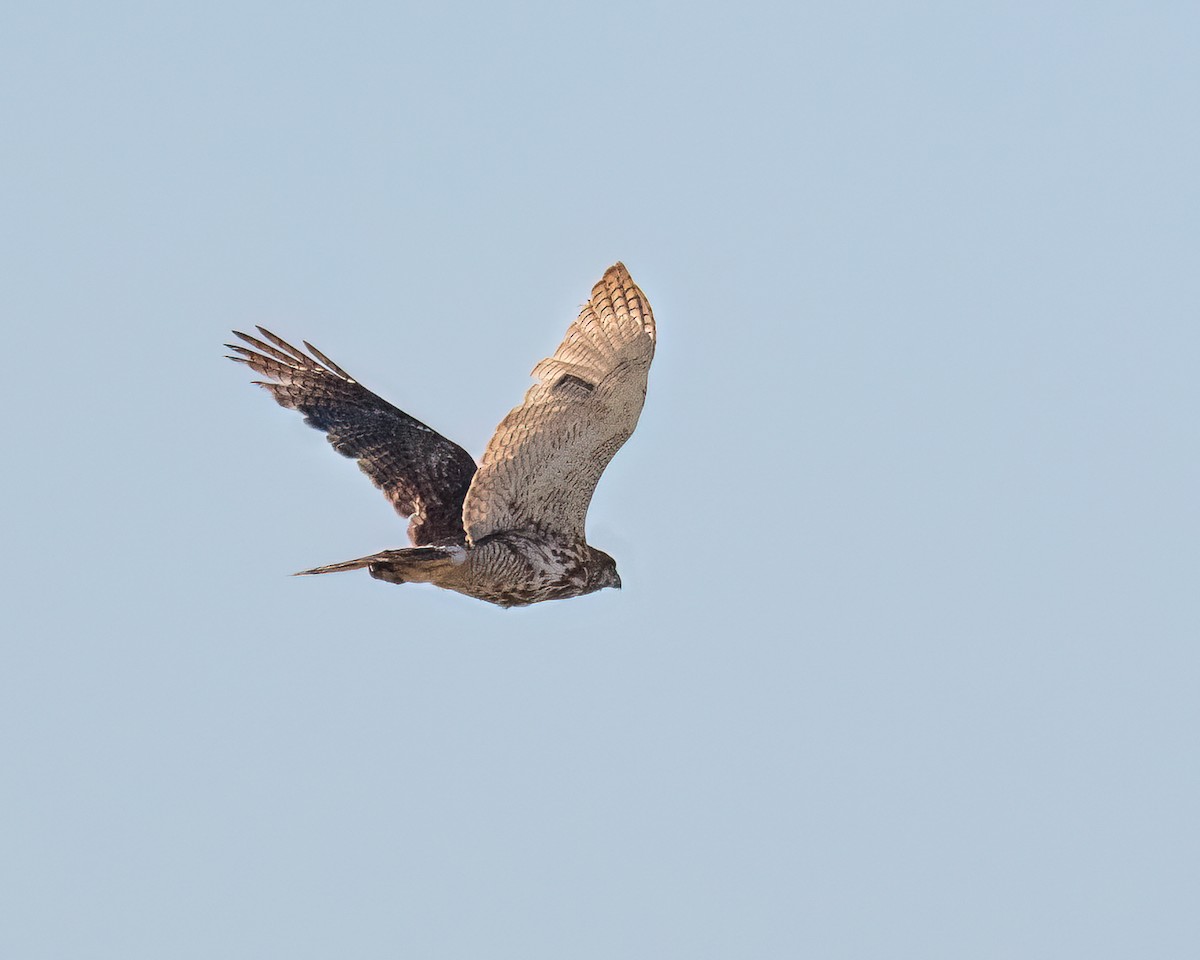 Gray Hawk - ML638281125