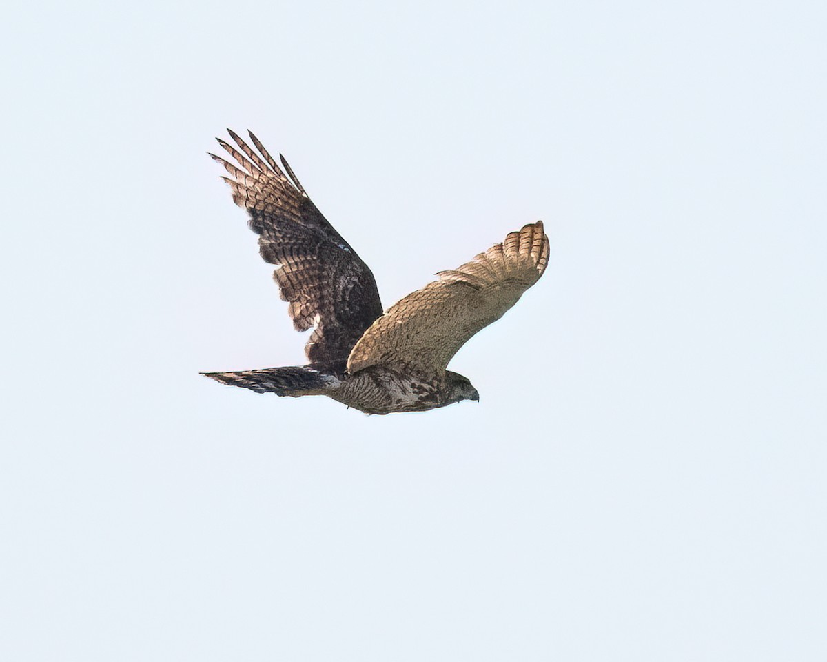 Gray Hawk - ML638281126