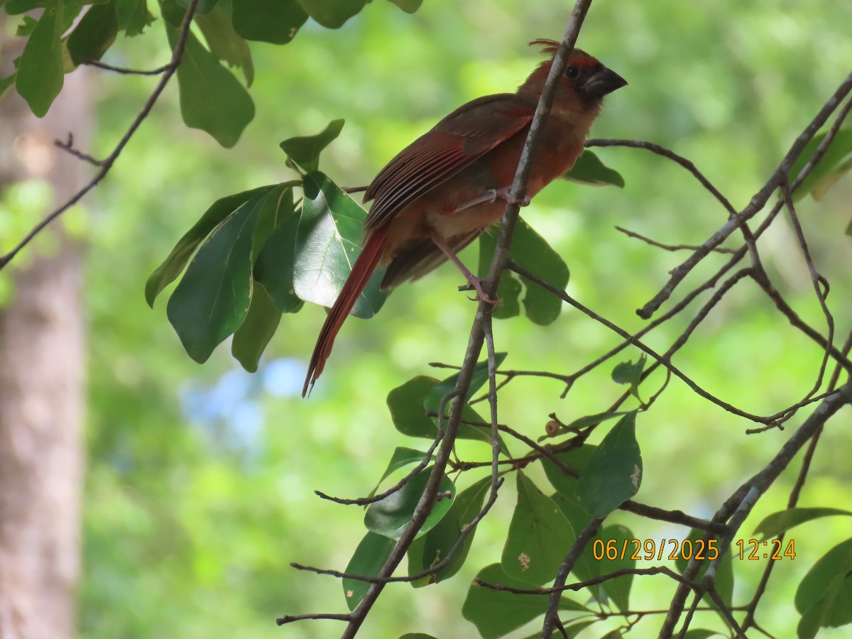 Cardinal rouge - ML638281127