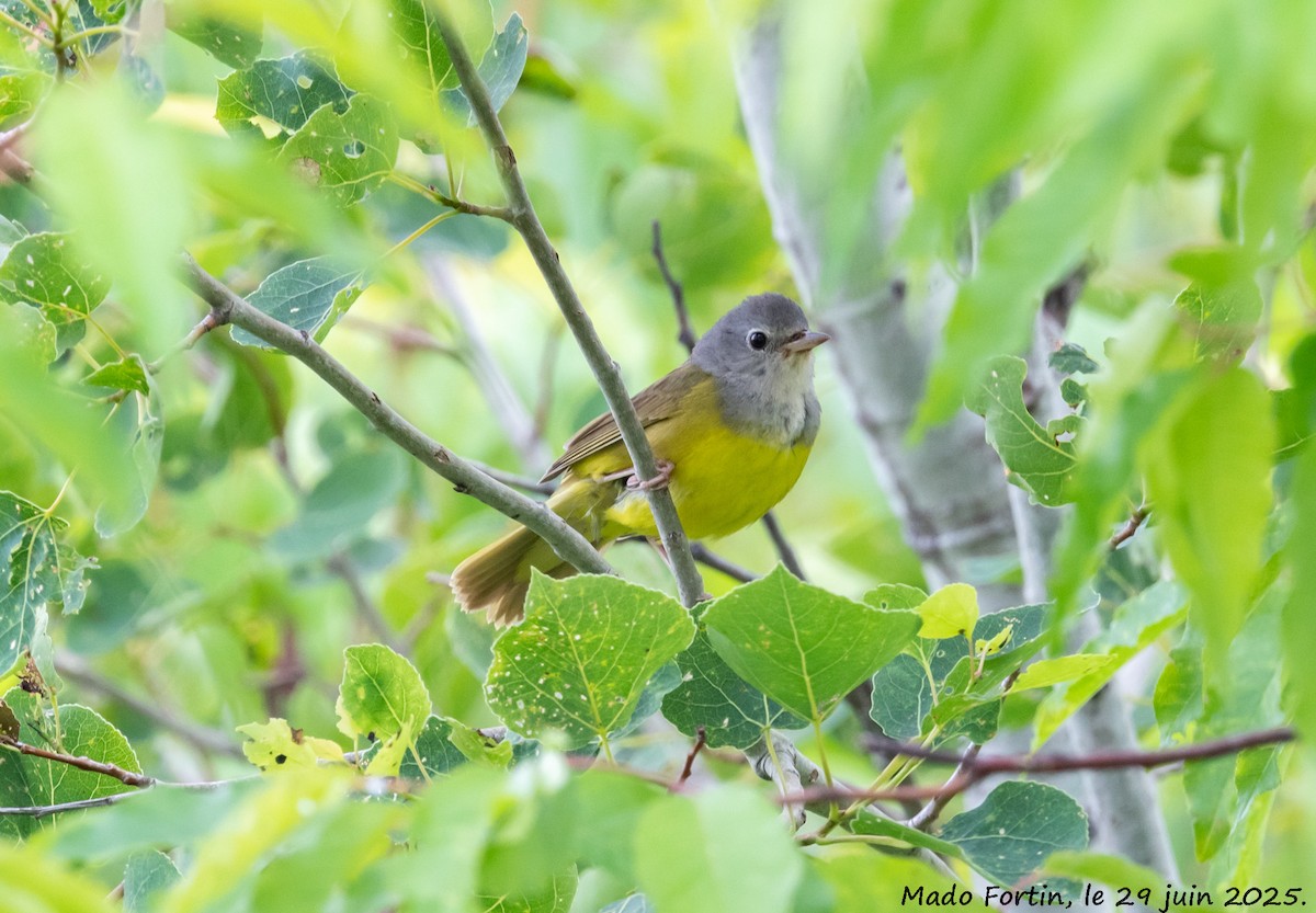 Mourning Warbler - ML638281128