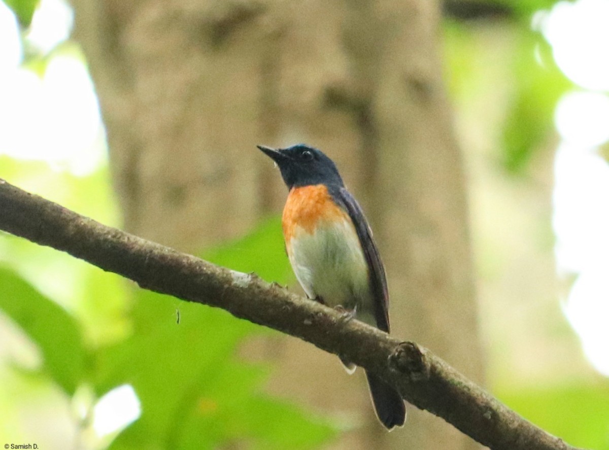 Blue-throated Flycatcher - ML638281139