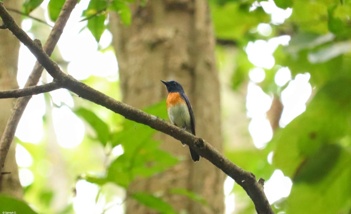 Blue-throated Flycatcher - ML638281140