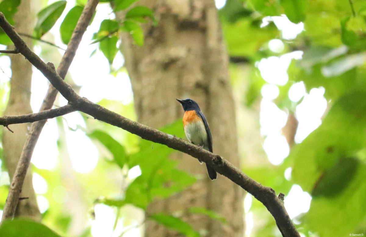 Blue-throated Flycatcher - ML638281142