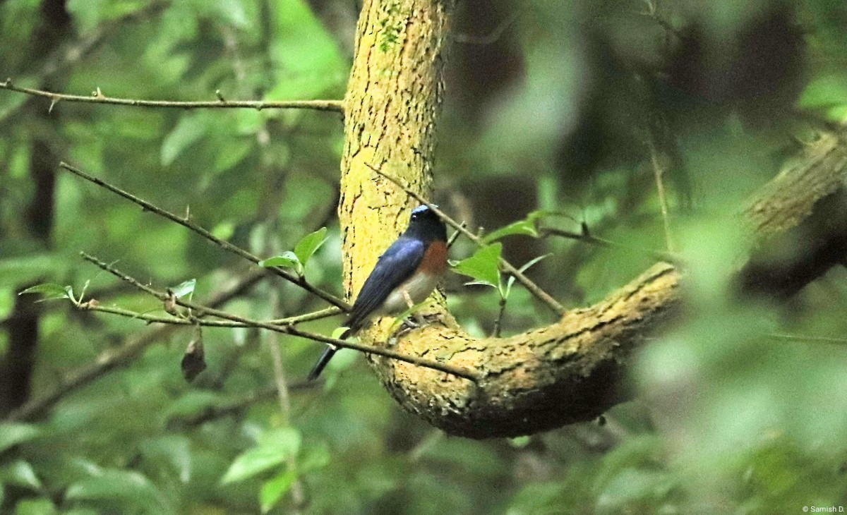Blue-throated Flycatcher - ML638281143