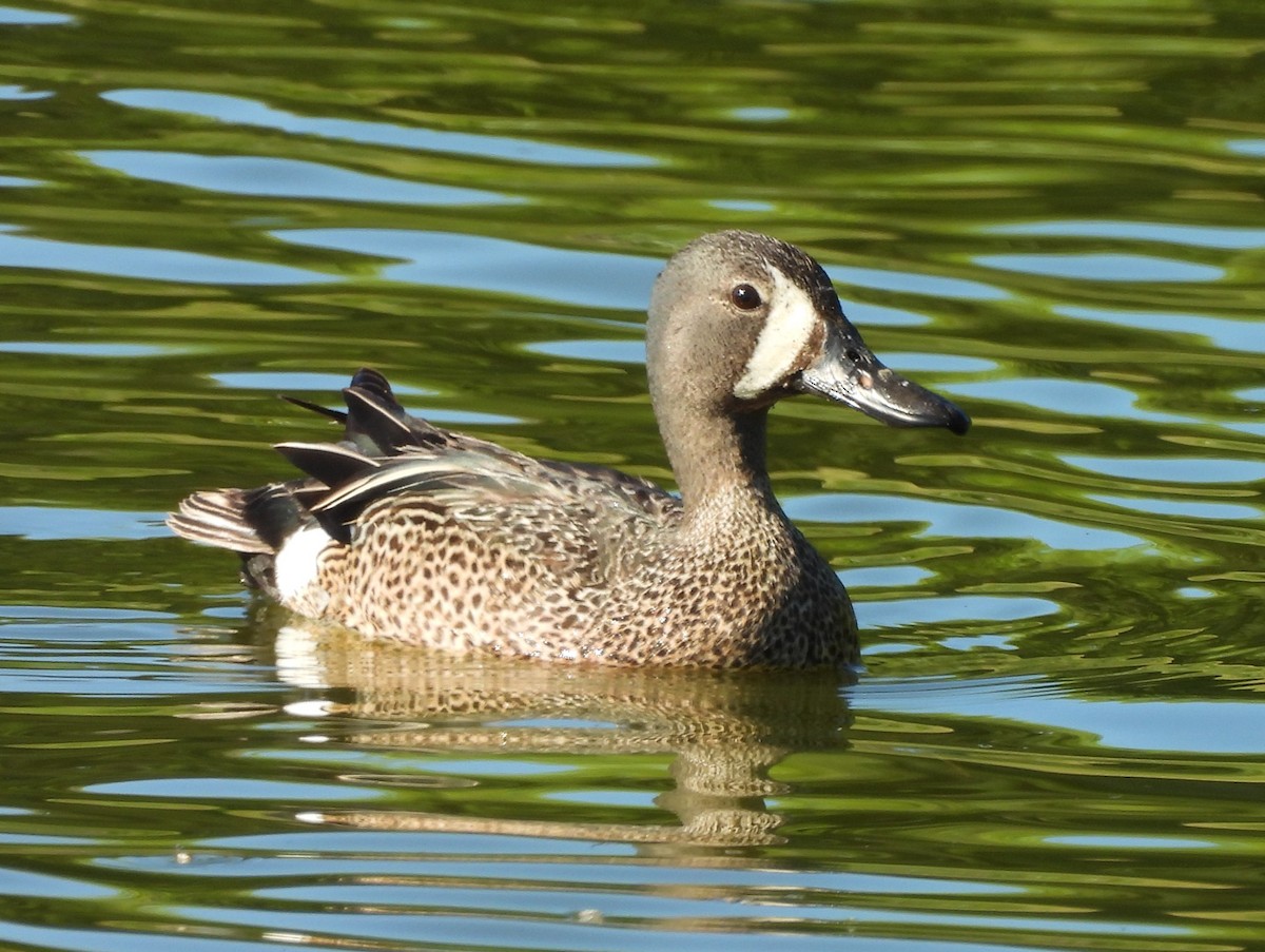Blue-winged Teal - ML638281158