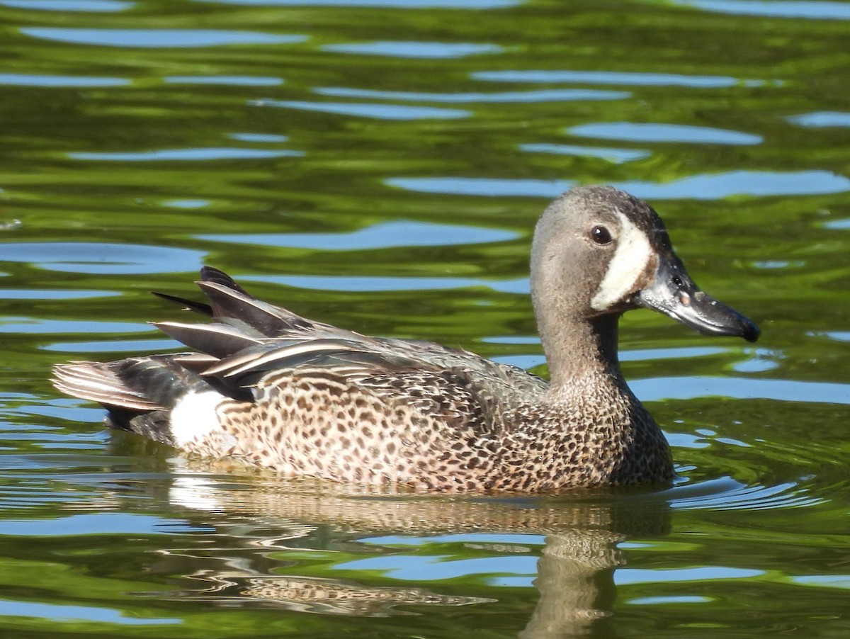 Blue-winged Teal - ML638281159