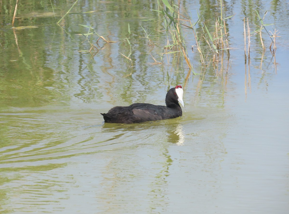 Red-knobbed Coot - ML638281169