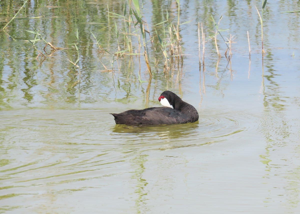 Red-knobbed Coot - ML638281171