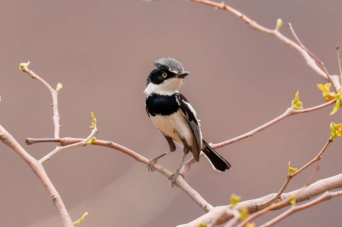 Pririt Batis - ML638281172