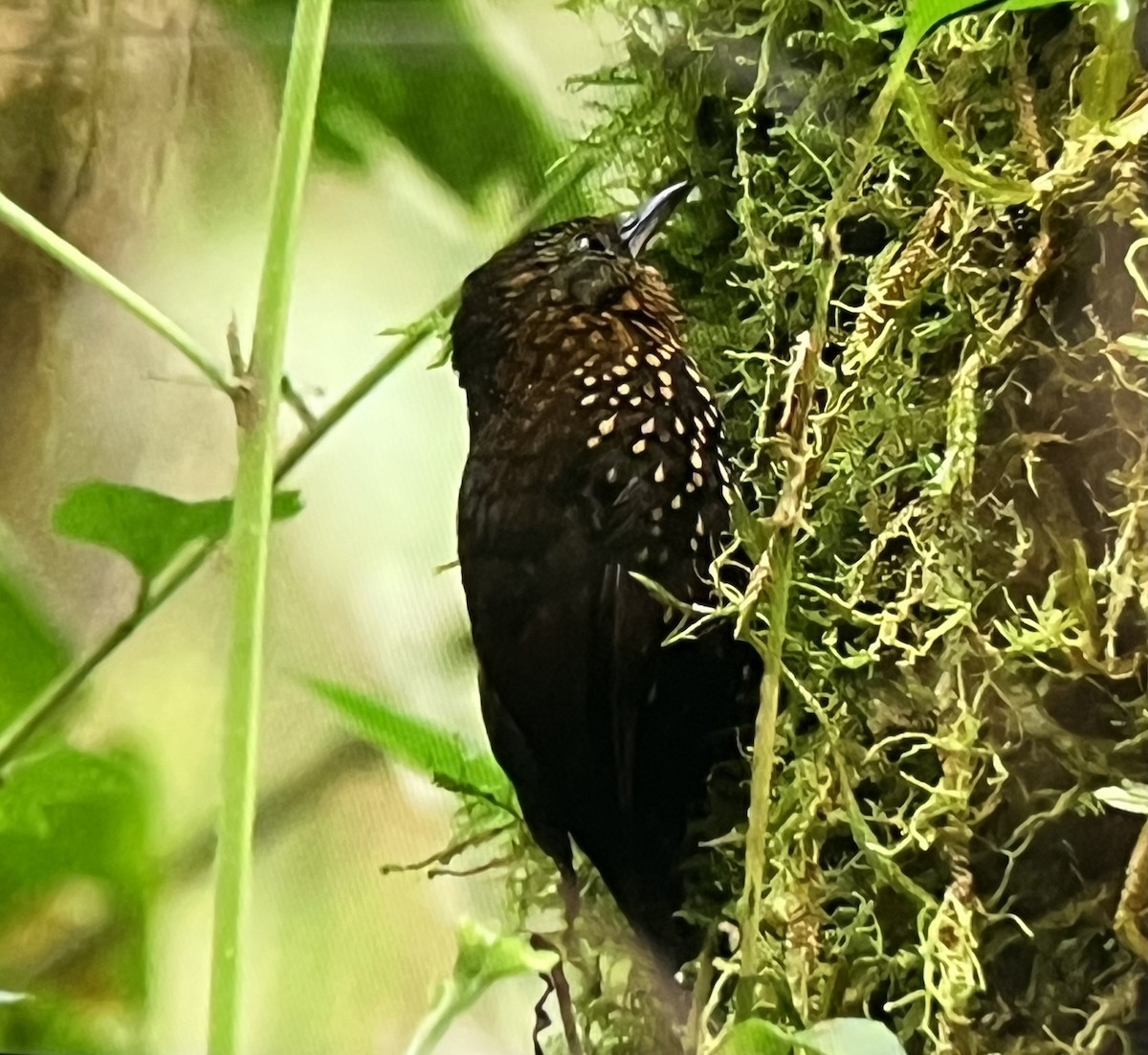 Spotted Barbtail - ML638281173