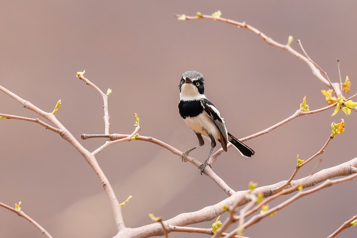 Pririt Batis - ML638281174